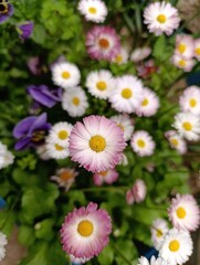 Bellis perennis the daisy, is a European species of the family Asteraceae, often considered the archetypal species of the name daisy