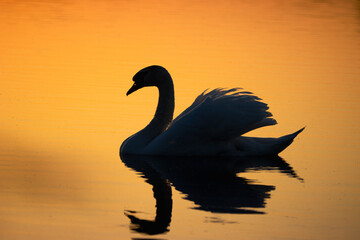 An adult mute swan swims in the water perpendicular to the camera lens on a sunset.	