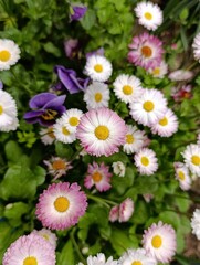 Bellis perennis the daisy, is a European species of the family Asteraceae, often considered the archetypal species of the name daisy