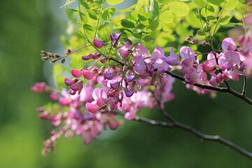Pink Robinia hispida flowers on a blurred background