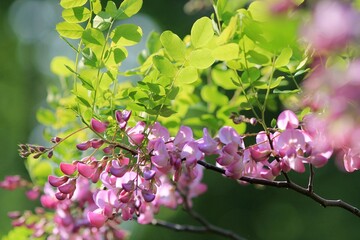 Pink Robinia hispida flowers on a blurred background