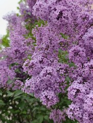 Syringa vulgaris, the lilac or common lilac, is a species of flowering plant in the olive family Oleaceae, native to the Balkan Peninsula,