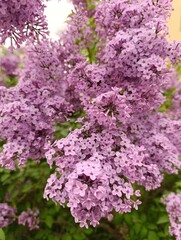 Syringa vulgaris, the lilac or common lilac, is a species of flowering plant in the olive family Oleaceae, native to the Balkan Peninsula,