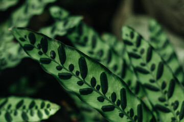 Close up macro green jungle leaves background, natural bright lush foliage, exotic tropical plants