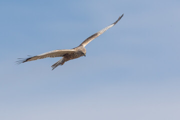 Eine Rohrweihe (Circus aeriginosus) im Flug