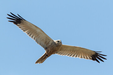 Eine Rohrweihe (Circus aeriginosus) im Flug