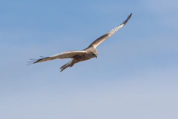 Eine Rohrweihe (Circus aeriginosus) im Flug