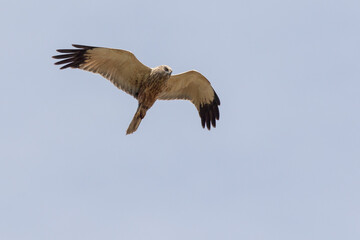 Eine Rohrweihe (Circus aeriginosus) im Flug