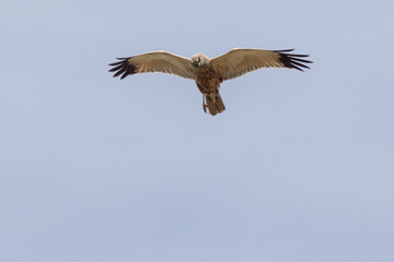 Eine Rohrweihe (Circus aeriginosus) im Flug