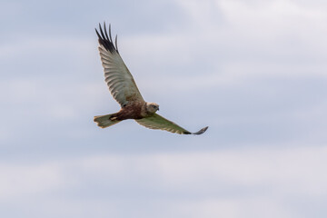 Eine Rohrweihe (Circus aeriginosus) im Flug