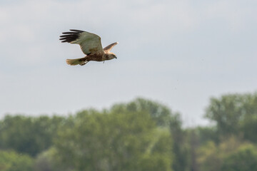 Eine Rohrweihe (Circus aeriginosus) im Flug