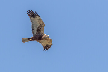 Eine Rohrweihe (Circus aeriginosus) im Flug