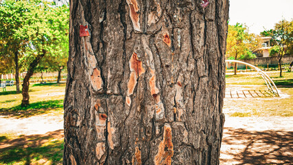 Close-up of Big Pine tree trunk and nature forest woods, thick Brown Bark tree texture, Cracks on...