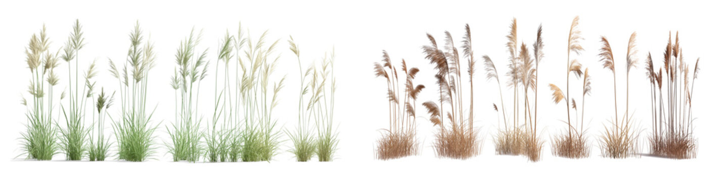 Green and Yellow reeds isolated on white or transparent background. 3d realistic rendering