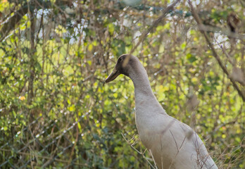 young goose on a breeding farm