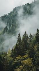 Beautiful morning coniferous forest in the fog