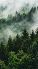 Beautiful morning coniferous forest in the fog