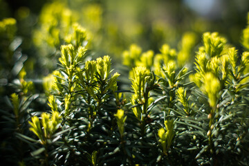 Cis, młode pędy wiosenne. © Blaszko