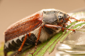 Maikäfer makro