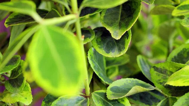 Leaf close-up with focus pull.
A leaf on a euonymous shrub comes into focus.
