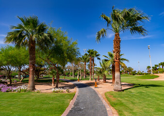 Beautiful landscaping with palm trees, cacti and flowering shrubs on the territory of a modern...