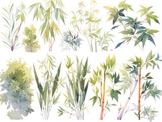 bamboo leaf plants watercolor, white background