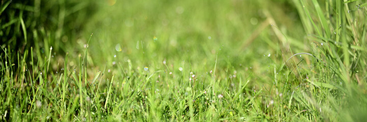 Banner zeigt freigestelltes Grasfeld im grünen Frühlingsgarten mit detaillierten Grashalmen.