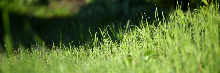 Nahaufnahme Banner eines grünen Fußballfeld Rasens. Grashalme in Silhouette als freigestelltes...