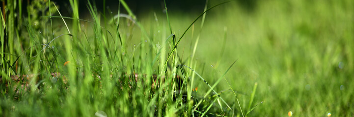 Gräser Banner zeigt freigestelltes Grasfeld im grünen Frühlingsgarten mit detaillierten...