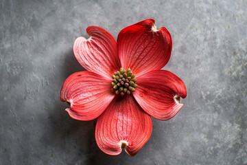 Close-up of a Red Dogwood Flower on a Dark Grey Background