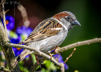 sparrow on a branch