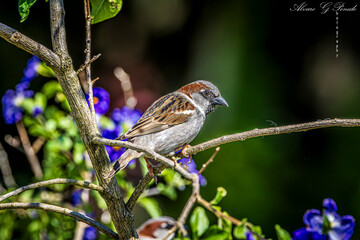 sparrow on a branch