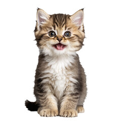 persian cat kitten sitting isolated transparent photo