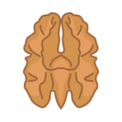 Walnut. A colored icon. A delicious and healthy nut, similar to the human brain. Vector illustration isolated on a white background for design and web.