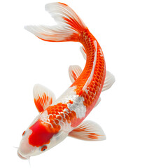 koi fish red and white isolated on transparent background Generative Ai. © Sathaporn