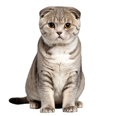 scottish fold cat sitting isolated transparent photo