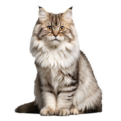 siberian cat sitting isolated transparent photo