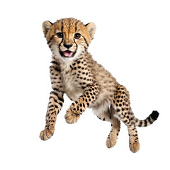 baby cheetah running and jumping isolated transparent photo