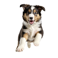 collie dog puppy jumping and running isolated transparent
