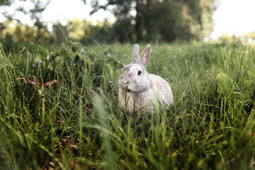 Grey rabbit on green grass. Home decorative rabbit outdoors. Little bunny. Easter bunny.