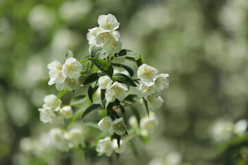 Sweet mock-orange (Philadelphus coronarius)