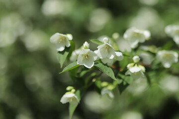 Sweet mock-orange (Philadelphus coronarius)