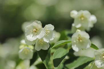 Sweet mock-orange (Philadelphus coronarius)