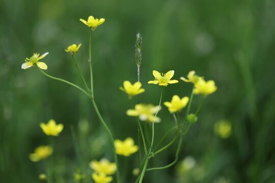 Yellow flowers in the field, Greater creeping spearwort (Ranunculus flammula)