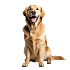 golden retriever dog jumping and running isolated transparent