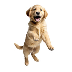 golden retriever dog puppy jumping and running isolated transparent