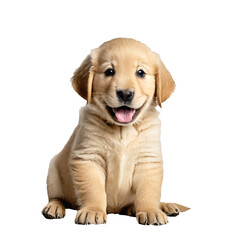 golden retriever dog puppy jumping and running isolated transparent