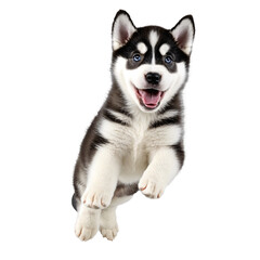 husky dog puppy jumping and running isolated transparent
