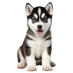 husky dog puppy sitting isolated transparent