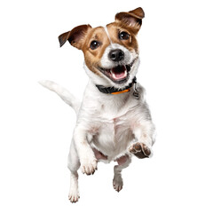 jack russel terrier dog jumping and running isolated transparent